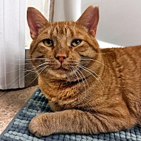adopt-pet
