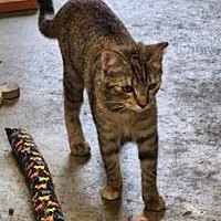 adopt-pet