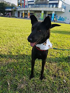 Adopt A Pet Petsmart Charities