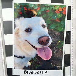 Photo of BlueBell 