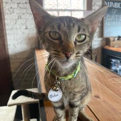 Photo of 55064a Nalue-Pounce Cat Cafe