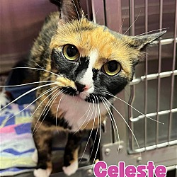 Photo of Celeste