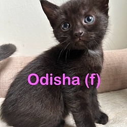 Photo of ODISHA (f) Kitten