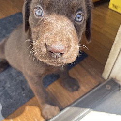 Photo of cholcoate puppy
