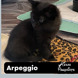 Photo of Arpeggio