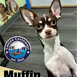 Photo of Muffin