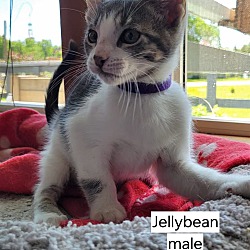 Thumbnail photo of Jellybean #2