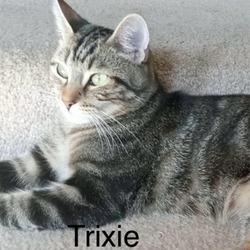 Thumbnail photo of Trixie #1