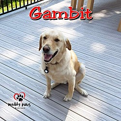 Thumbnail photo of Gambit (Courtesy Post) #3