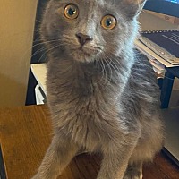 adopt a pet