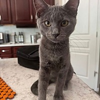 adopt a pet