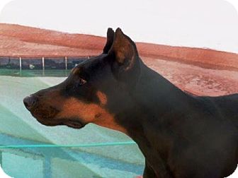 Gilbert Az Doberman Pinscher Meet Draco A Pet For Adoption