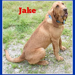 Thumbnail photo of Jake from State Farm #1