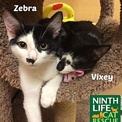 Thumbnail photo of Vixey & Zebra #3