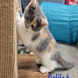 Photo of Delilah