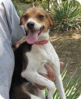 rat terrier for sale in arkansas