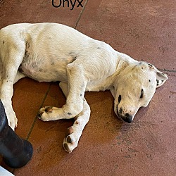 Thumbnail photo of Onyx #2