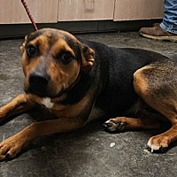 adopt a pet