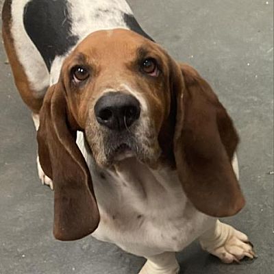 Dickinson, TX - Basset Hound. Meet Walter a Pet for Adoption ...