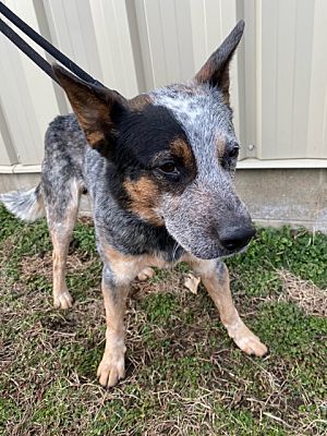 Logansport, IN - Australian Cattle Dog. Meet Sam a Pet for Adoption ...