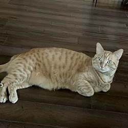 Photo of Peachy
