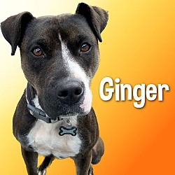 Photo of Ginger