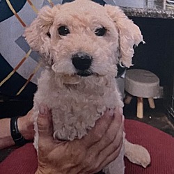 Photo of Alfalfa