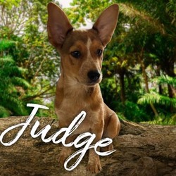 Photo of Judge