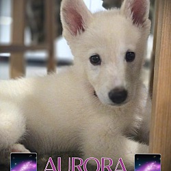 Thumbnail photo of Auroa #4