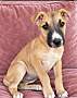 HOOT BOO - Boxer / American Staffordshire Terrier available for adoption