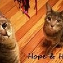 Thumbnail photo of Hope & Heidi~ PURRFECT PAIR! #2