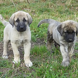 Photo of Anatolian Shepherd pups