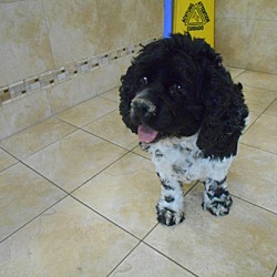 Thumbnail photo of Roscoe -Adopted! #2