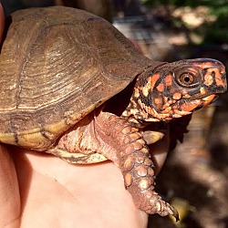 Thumbnail photo of Adult Box Turtles #1