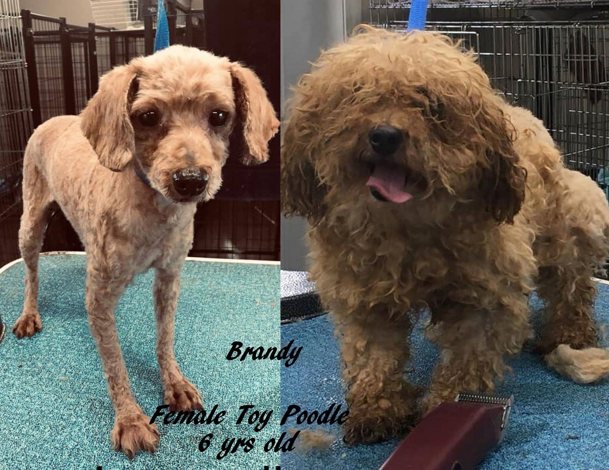 Toy Poodle Breeders In New Jersey Wow Blog