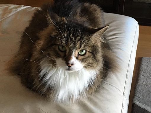 Boston, MA - Maine Coon. Meet Sassy a Pet for Adoption - AdoptaPet.com