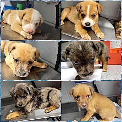 Photo of Nightingale Pups