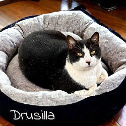 Thumbnail photo of Drusilla #2