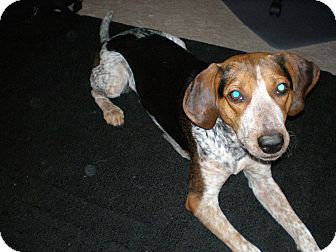 english coonhound mix