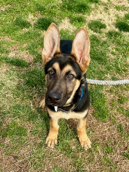 Gainesville, GA - German Shepherd Dog. Meet Kobe a Pet for Adoption ...