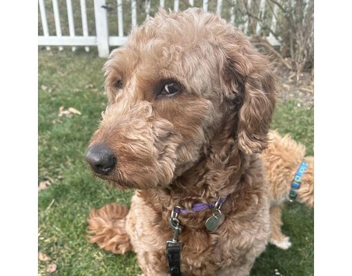 Sinking Spring, PA - Schnoodle/Golden Retriever. Meet Blossom a Pet for ...