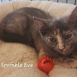Photo of Sprinkle Eve 3915
