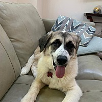 adopt a pet