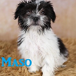 Thumbnail photo of Maso #1