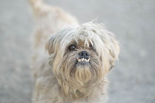 Ugly shih 2024 tzu pics