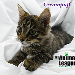 Thumbnail photo of Creampuff #3
