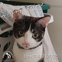 Photo of Luna CP202235