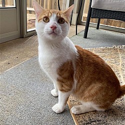 Photo of ODIE