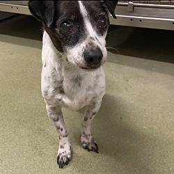 Photo of Needs OC foster or new home