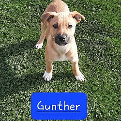 Photo of Gunther